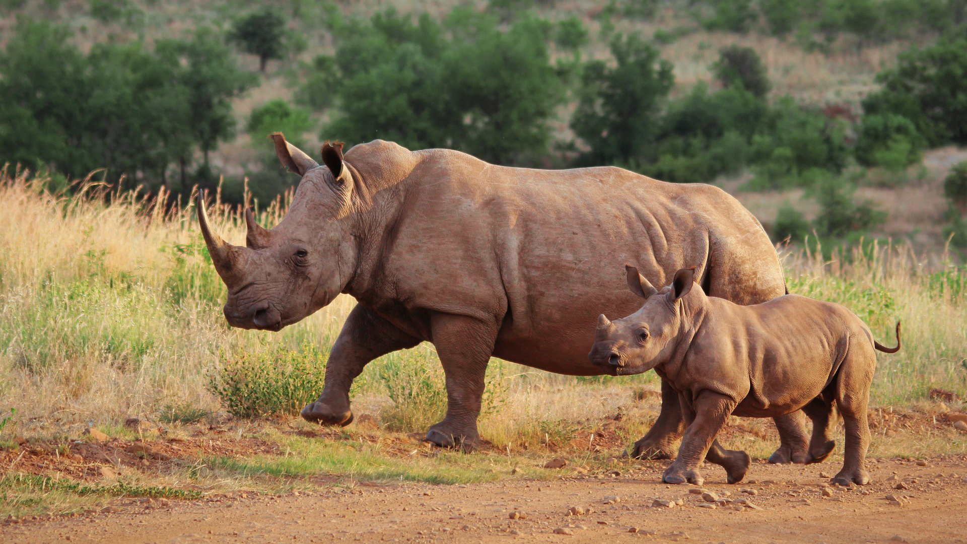 kenia-aberdare-rinoceronte