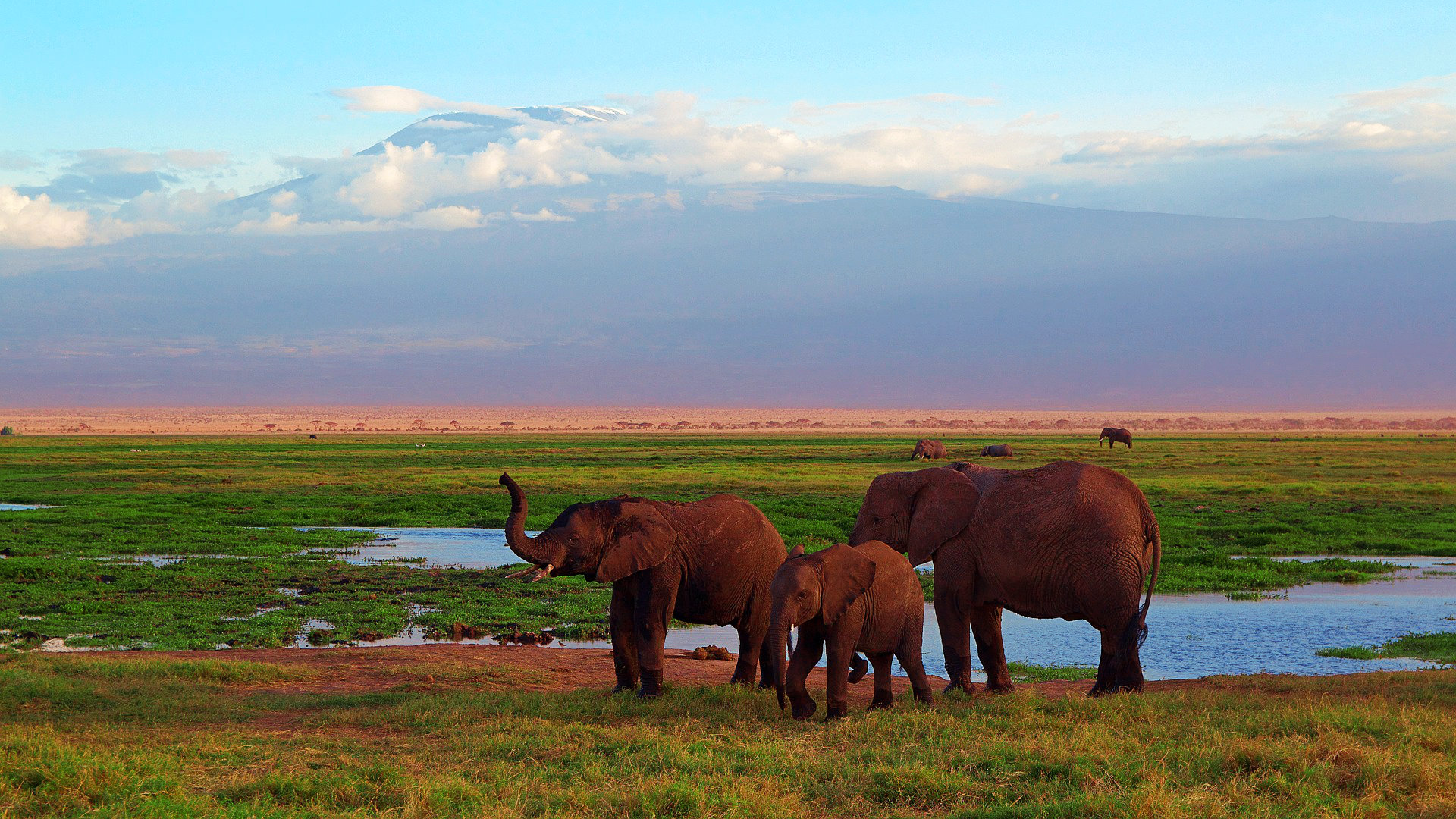 kenia-elefantes