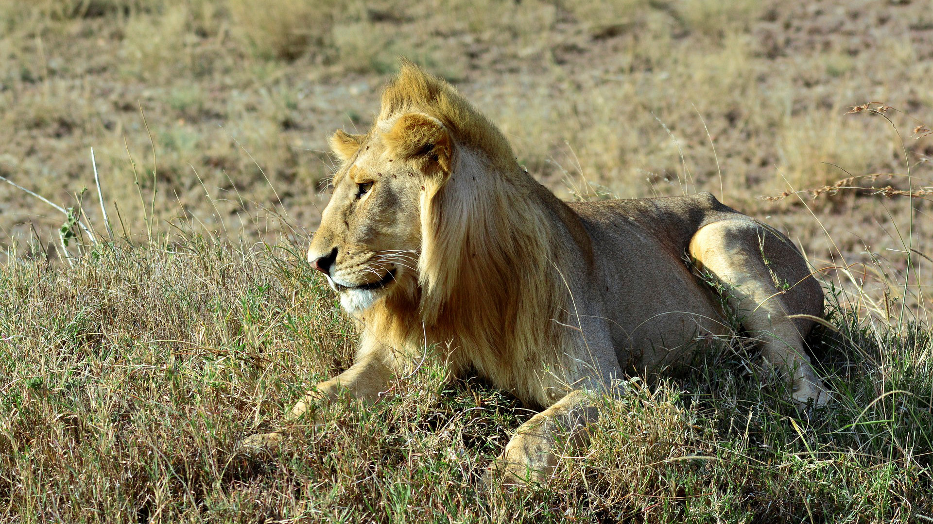 kenia-safari-leon