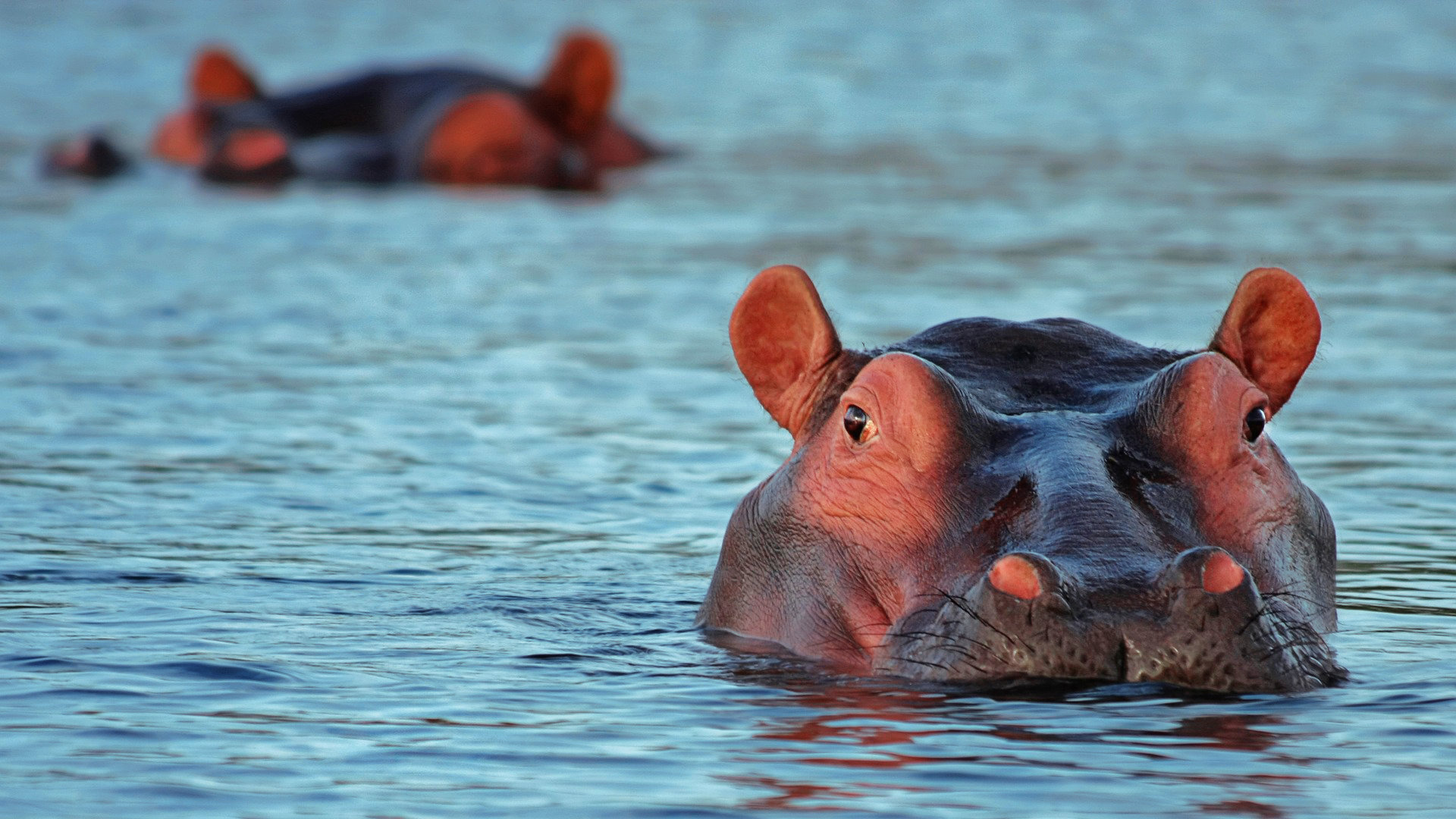 kenia-lago-naivasha-hipopotamos
