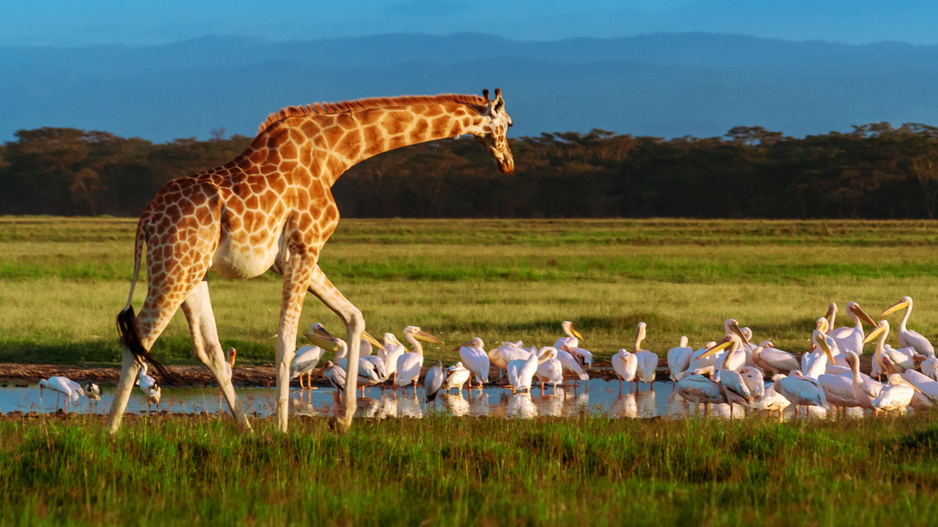 kenia-lago-nukuru-girafas