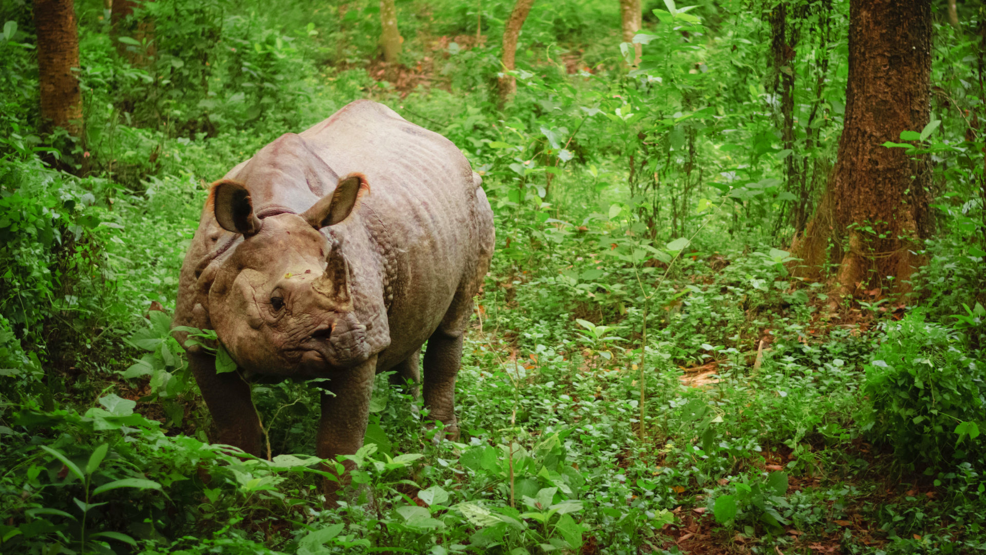 chitwan-rinoceronte