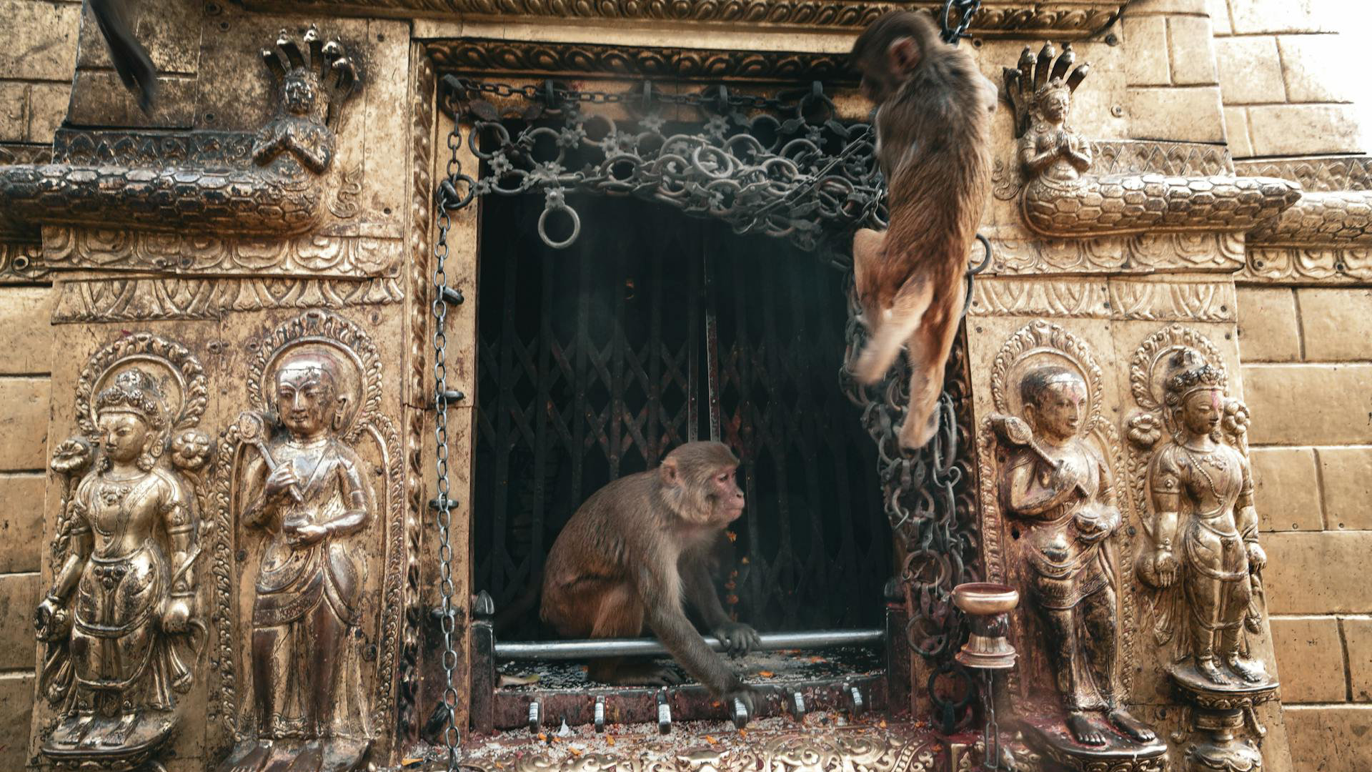 katmandu-monos-templo
