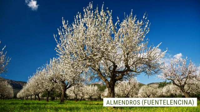 viaje-campos-almendros-en-flor