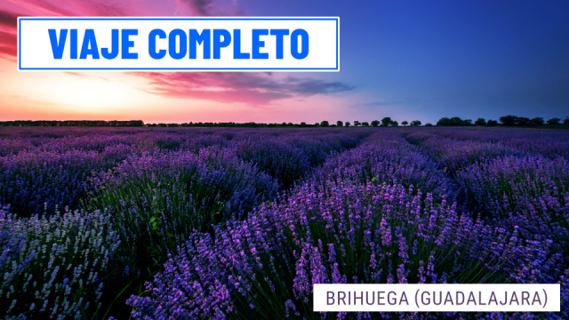 viaje-campos-de-lavanda-brihuega